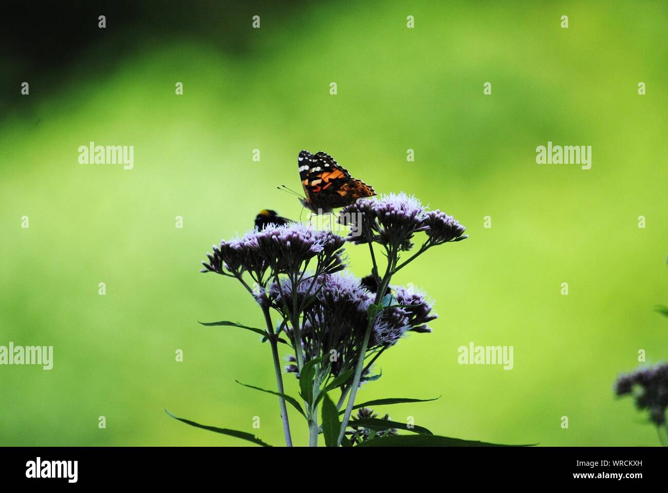 Butterfly And Bee On Flowers Stock Photo