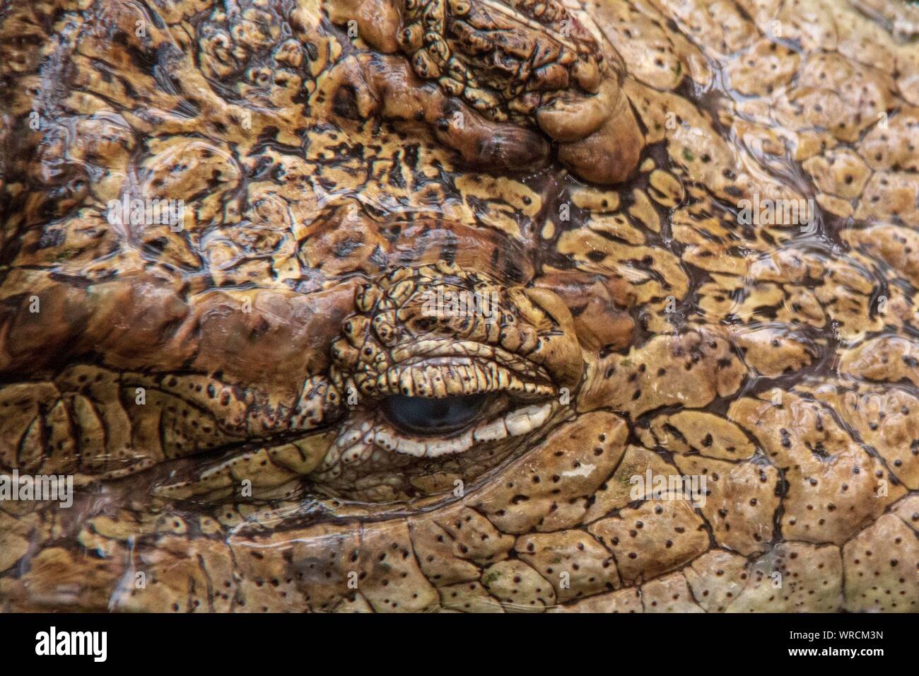 Close-up view of the eyes of a spectacled caiman (Caiman crocodilus) in the water Stock Photo