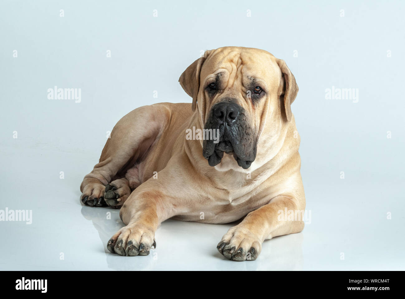 Dog Boerboel, South African Mastiff. Stock Photo