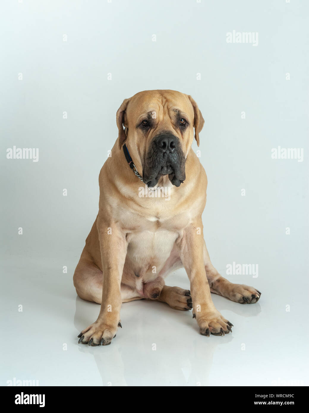 Dog Boerboel, South African Mastiff. Stock Photo