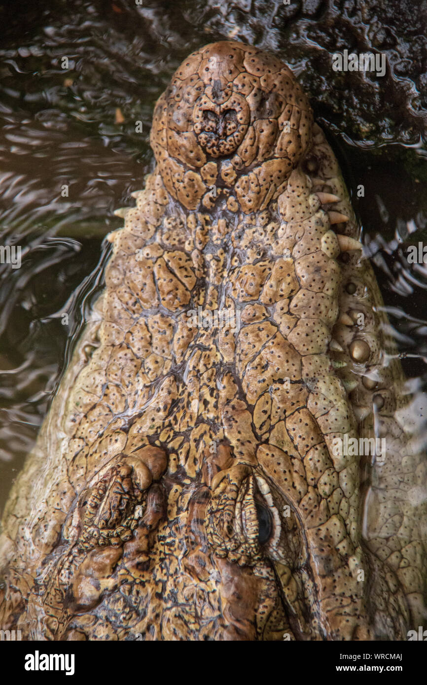 Close-up view of the eyes and jaws of a spectacled caiman (Caiman crocodilus) in the water Stock Photo