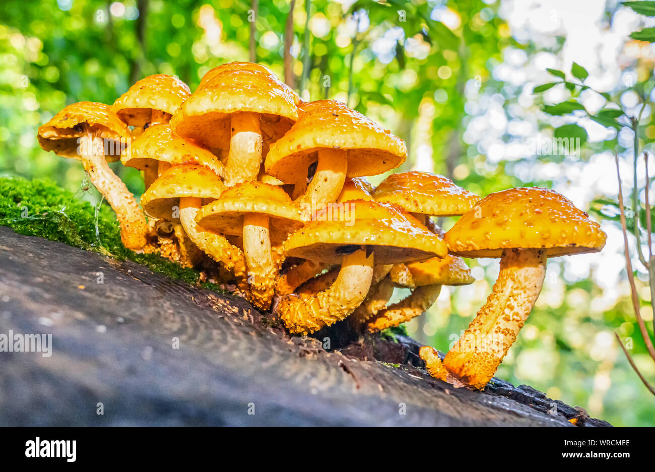 Larch bolete mushroom on woodland tree stump Stock Photo