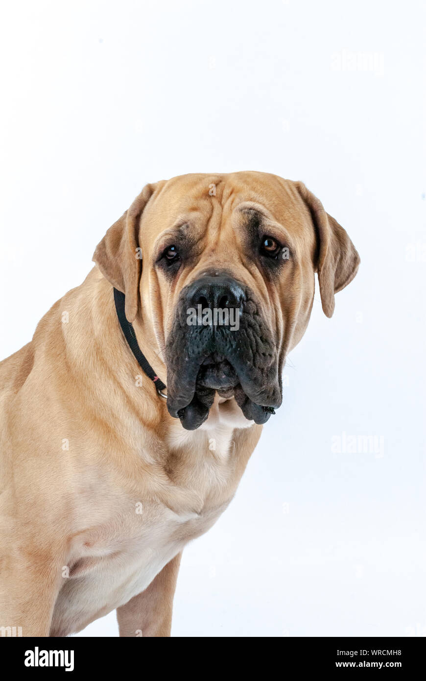 Dog Boerboel, South African Mastiff Stock Photo Alamy