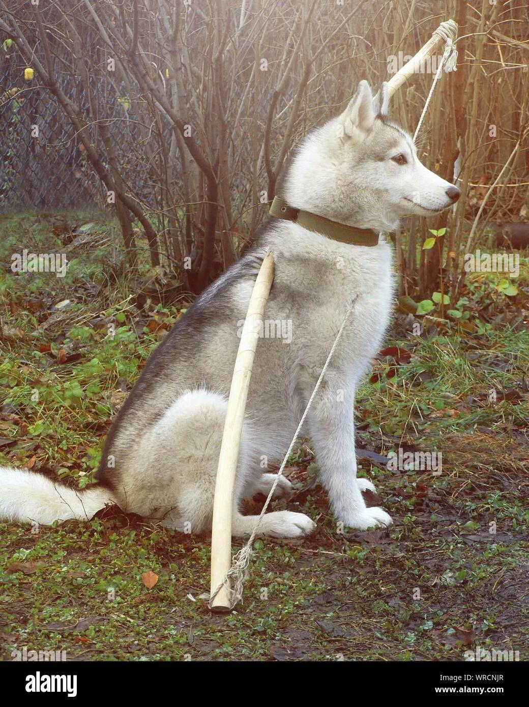 husky bow