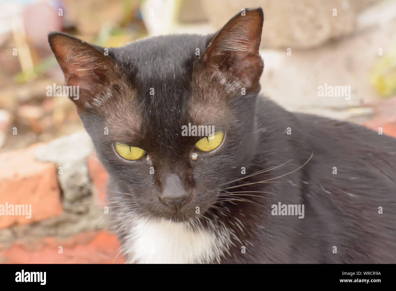 Eye Boogers In Cats It S Just Woke Up Stock Photo Alamy