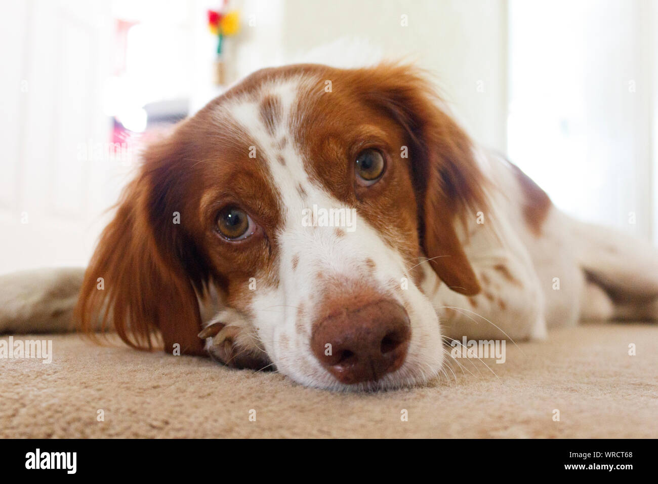 Portrait of Brittany or Breton Spaniel Dog Stock Photo