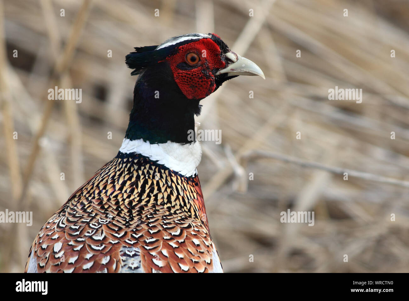 Stunning portrait of a Ring-necked Pheasant rooster Stock Photo