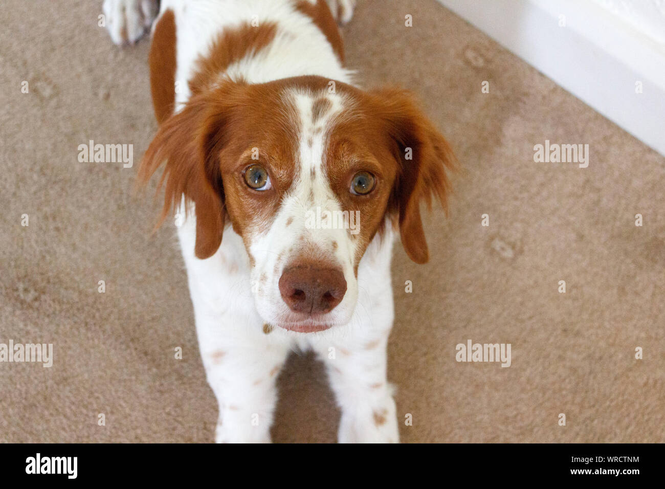 Portrait of Brittany or Breton Spaniel Dog Stock Photo