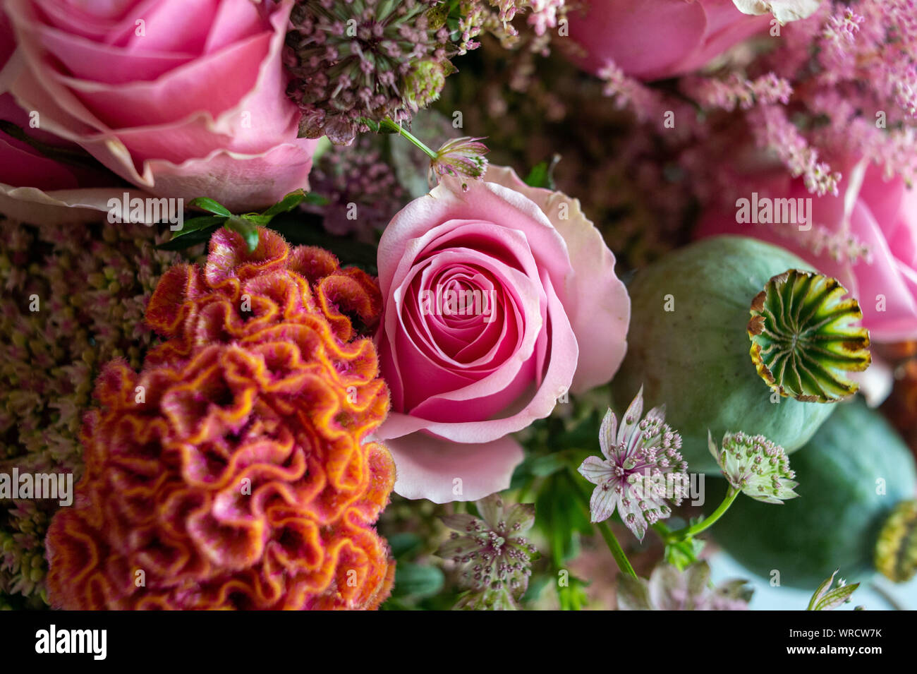 Poppy seed capsules hires stock photography and images Alamy