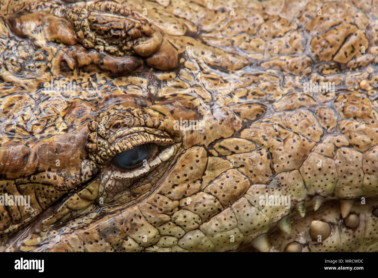 Close-up view of the eyes and jaws of a spectacled caiman (Caiman crocodilus) in the water Stock Photo