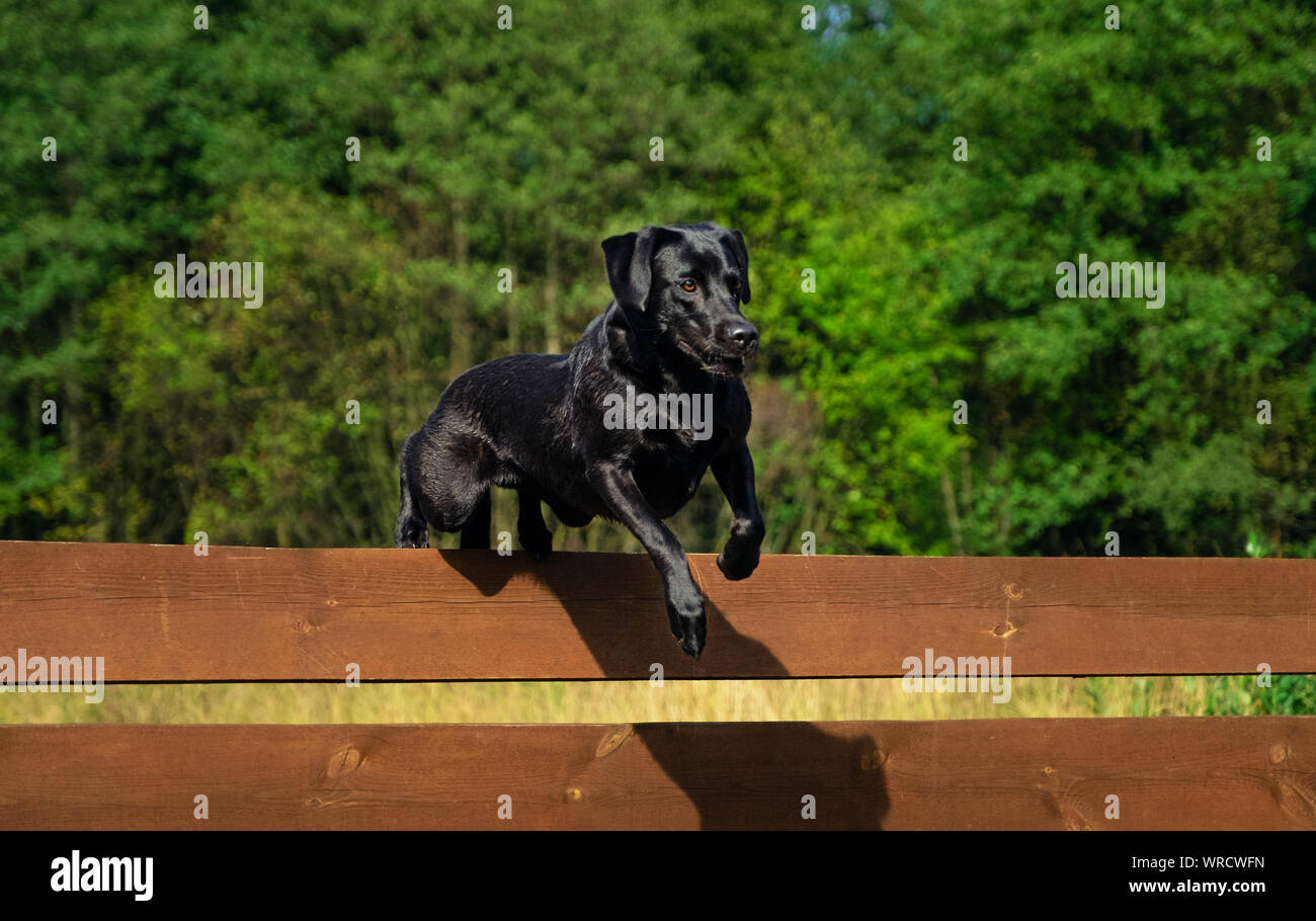 Black labrador dog jumping fence hires stock photography and images