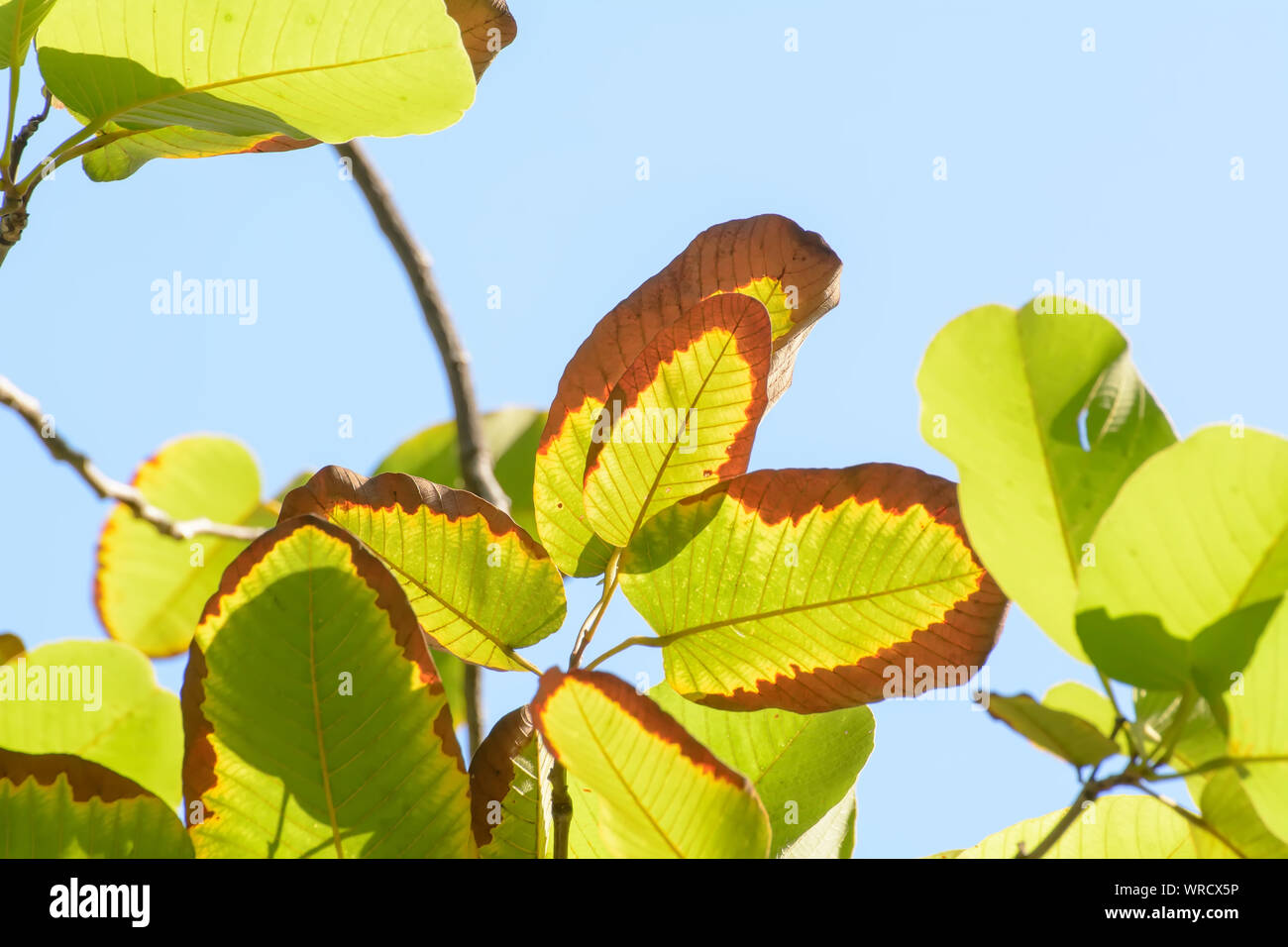 The green tree leaf in the blue sky background Stock Photo - Alamy
