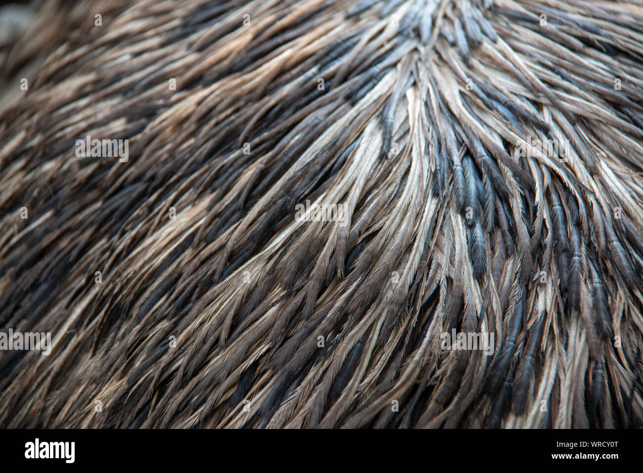 Plumage of an adult Emu (Dromaius novaehollandiae) Stock Photo