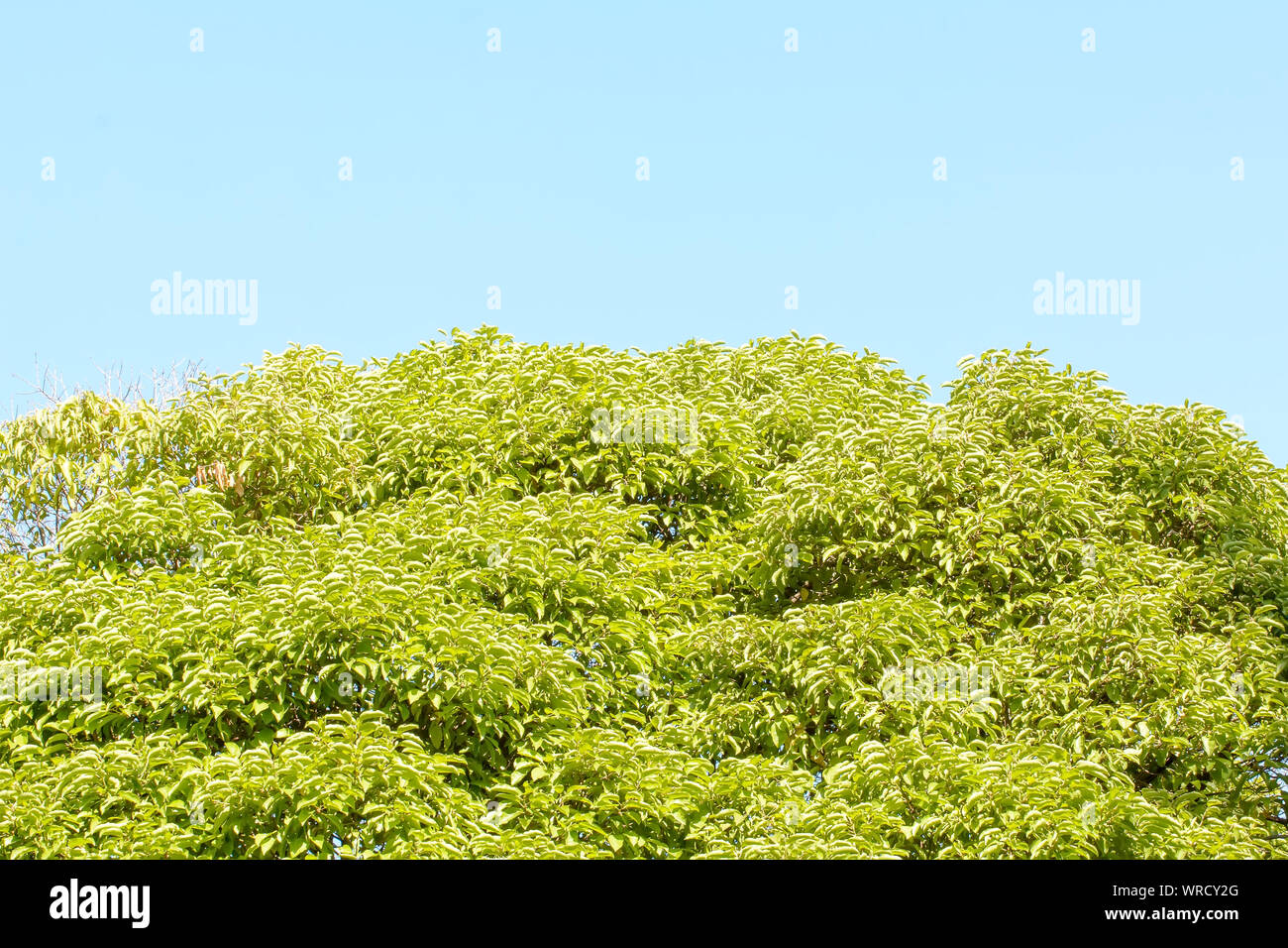 The green tree leaf in the blue sky background Stock Photo - Alamy