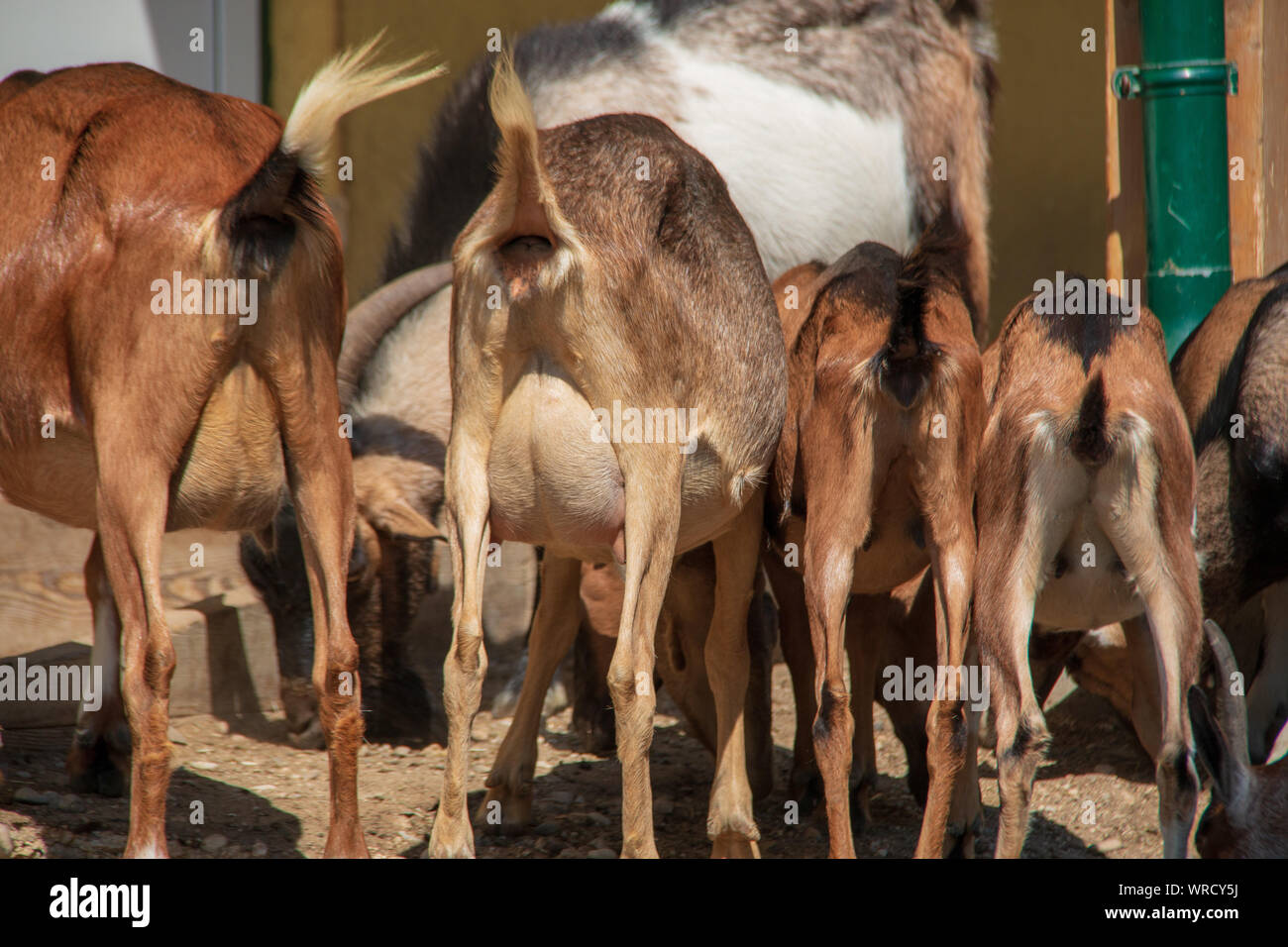 funny-view-of-the-buttocks-of-four-goats-lined-up-while-eating-stock