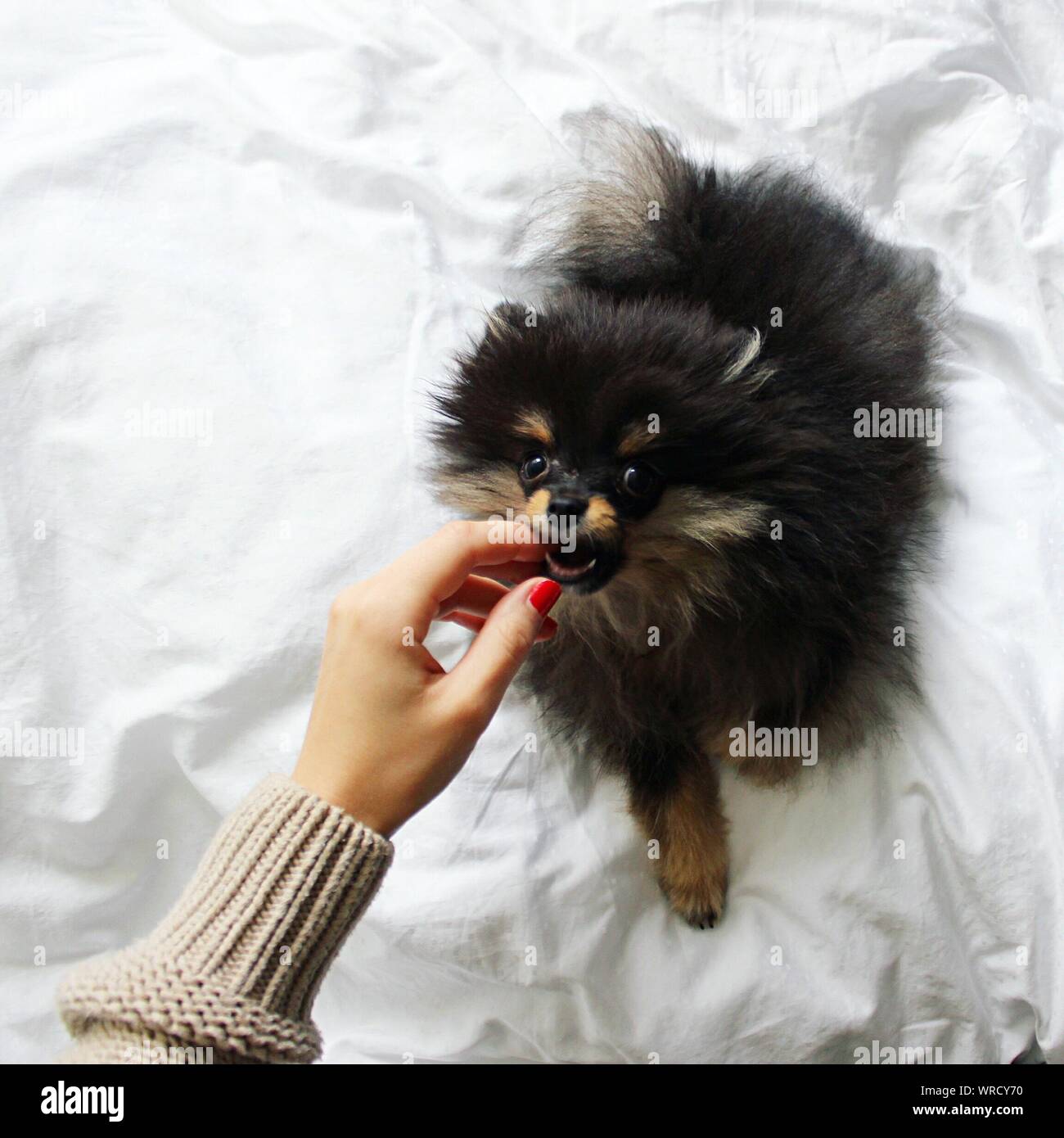Pomeranian bed bed hires stock photography and images Alamy