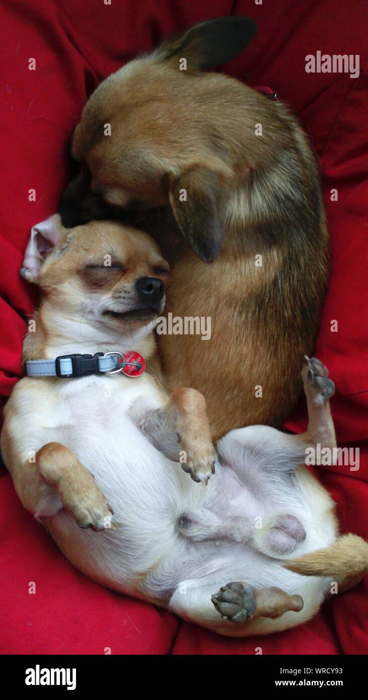 Chihuahua Sleeping Stock Photos Chihuahua Sleeping Stock Images