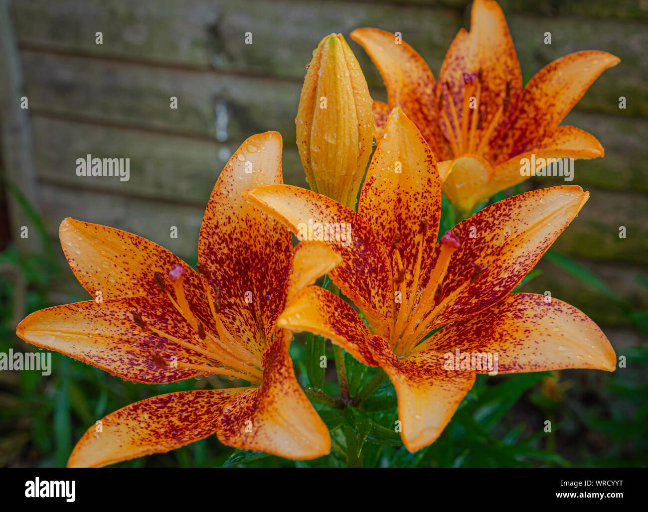 Lilium lancifolium, an Asian species of lily in bloom showing of