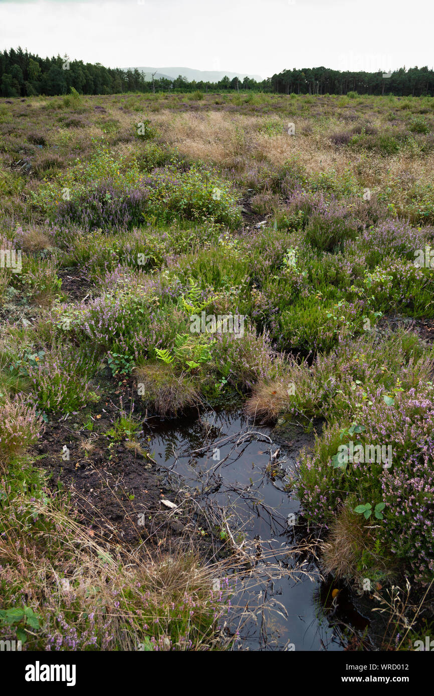 Woodland trust reserve Portmoak Moss, near Scotlandwell, Scotland Stock Photo