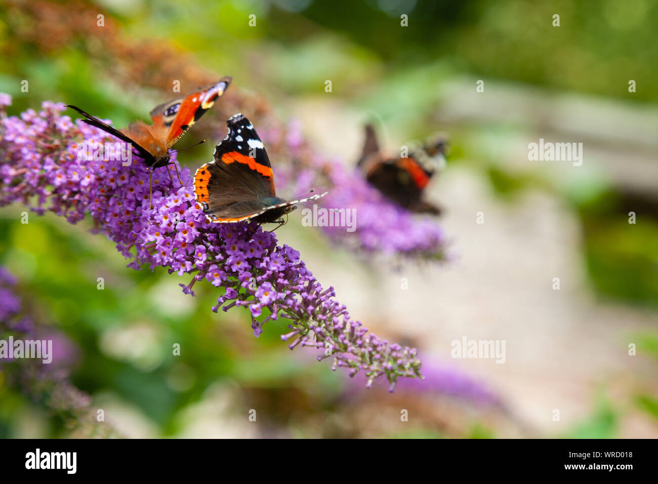 Peacock and Red admiral butterflies on butterfly bush Stock Photo