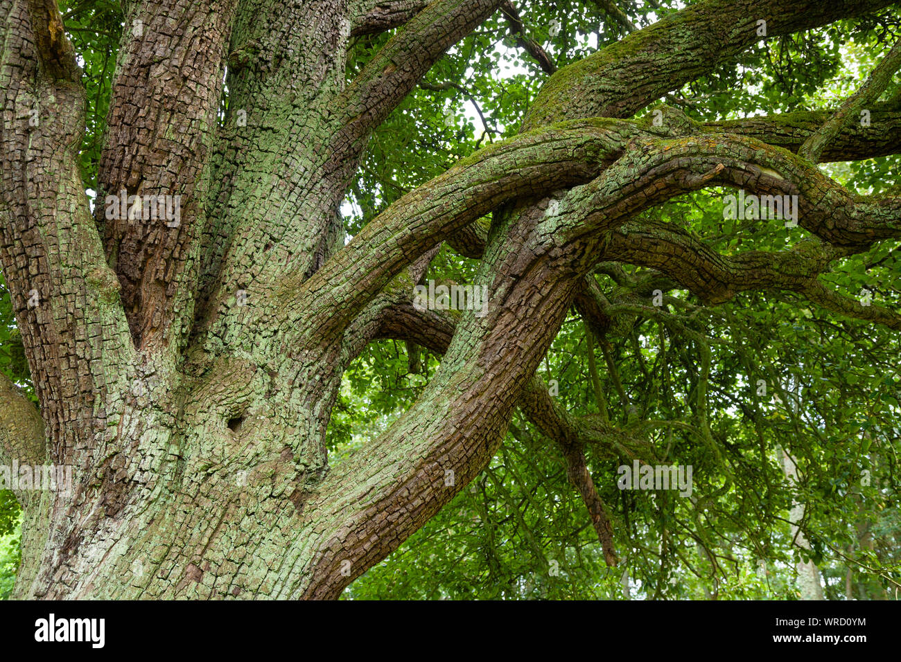 Twisted textured tree branches in Scotland. Stock Photo
