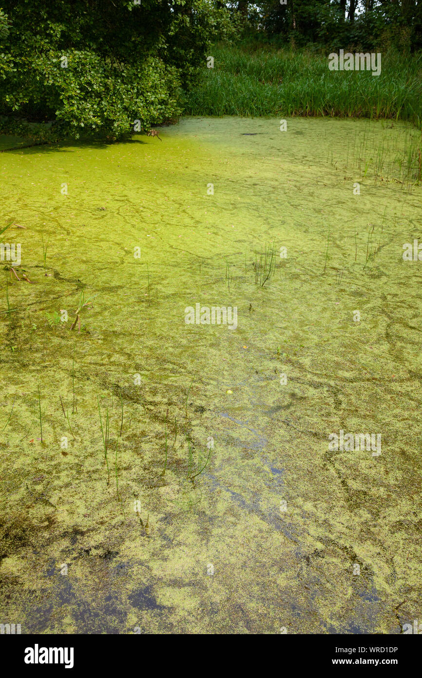 Pond covered in duckweed Stock Photo