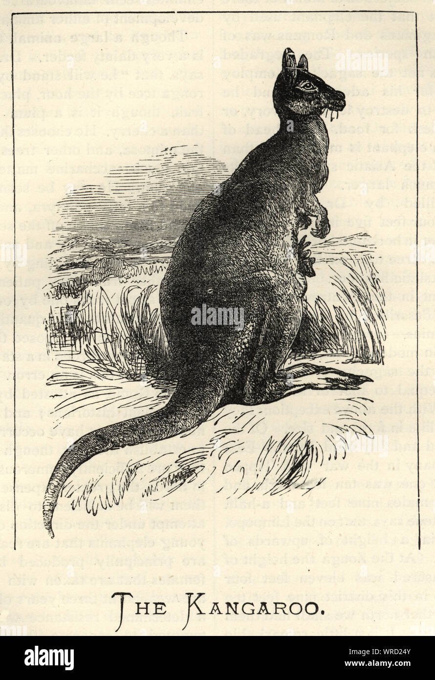 Vintage engraving of Wildlife, Marsupial, Kangaroo, 19th Century Stock
