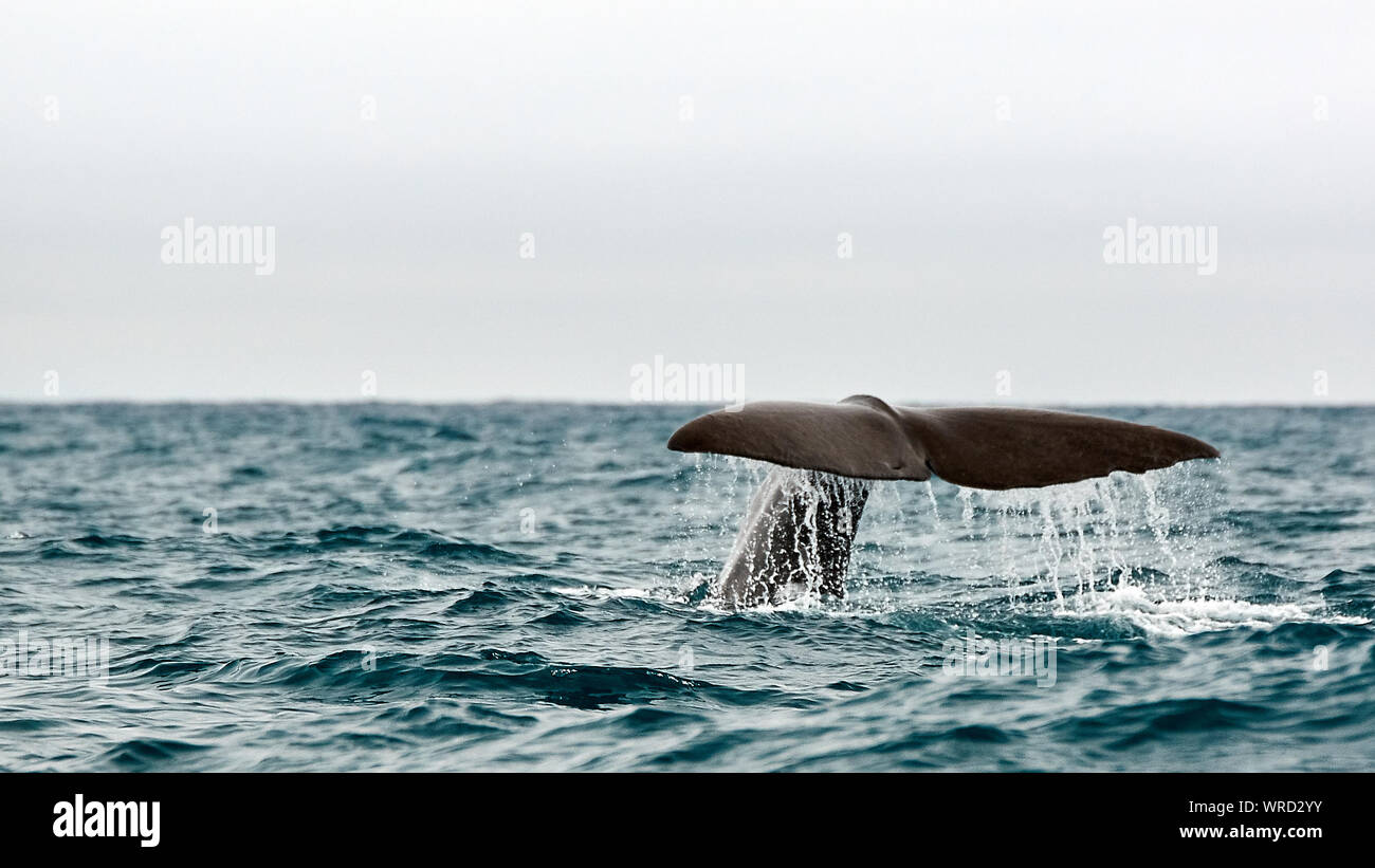 Tail of humpback whale hi-res stock photography and images - Alamy