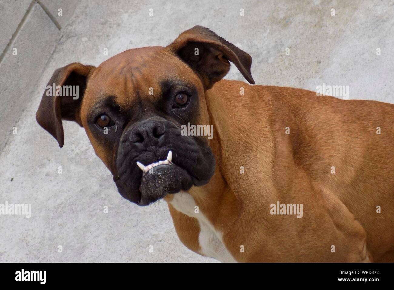 Why Does My Boxer Grind His Teeth