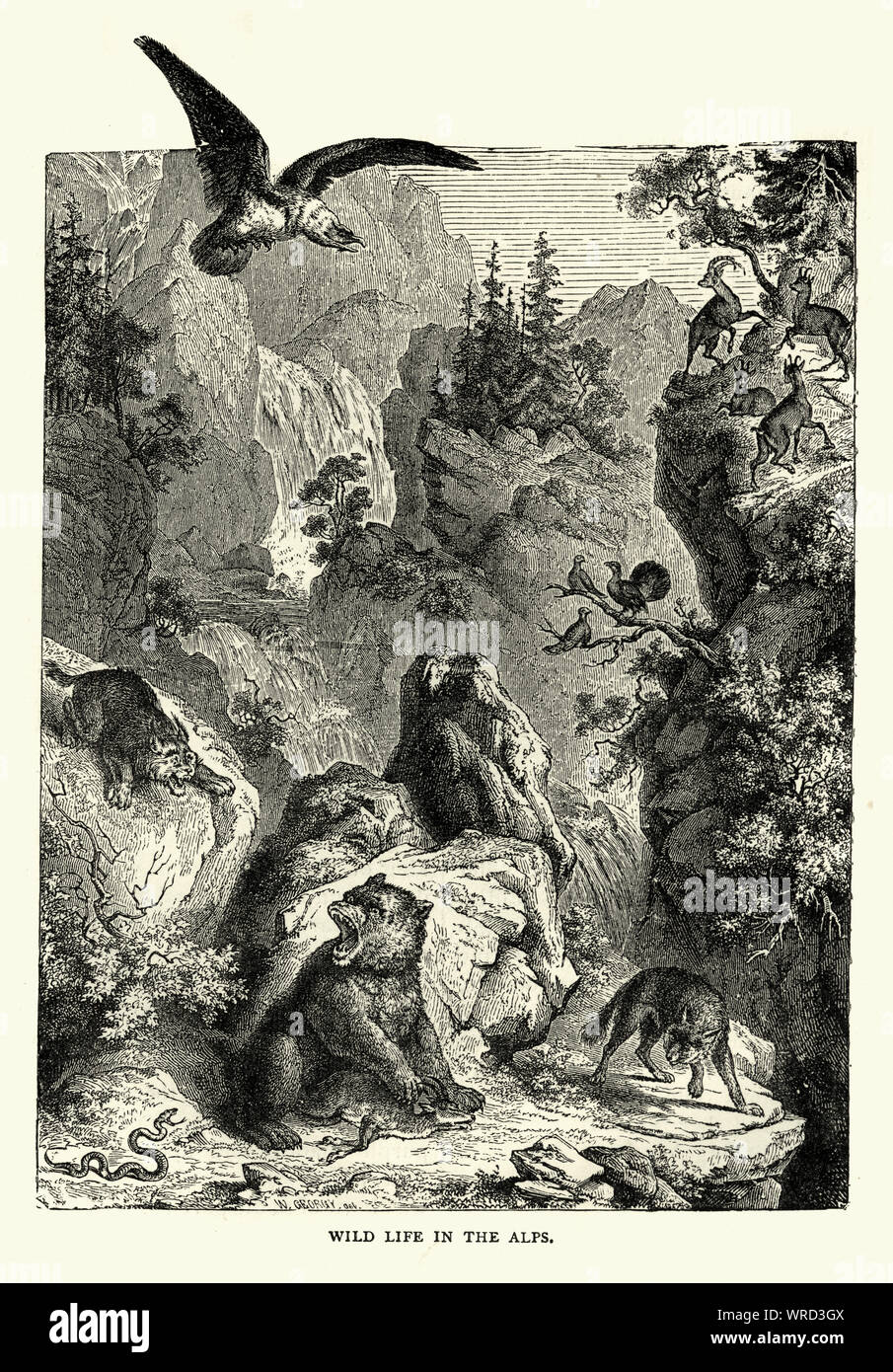 Vintage engraving of Wildlife of the Alps, Bears, Eagle, Wolf, Wildcat