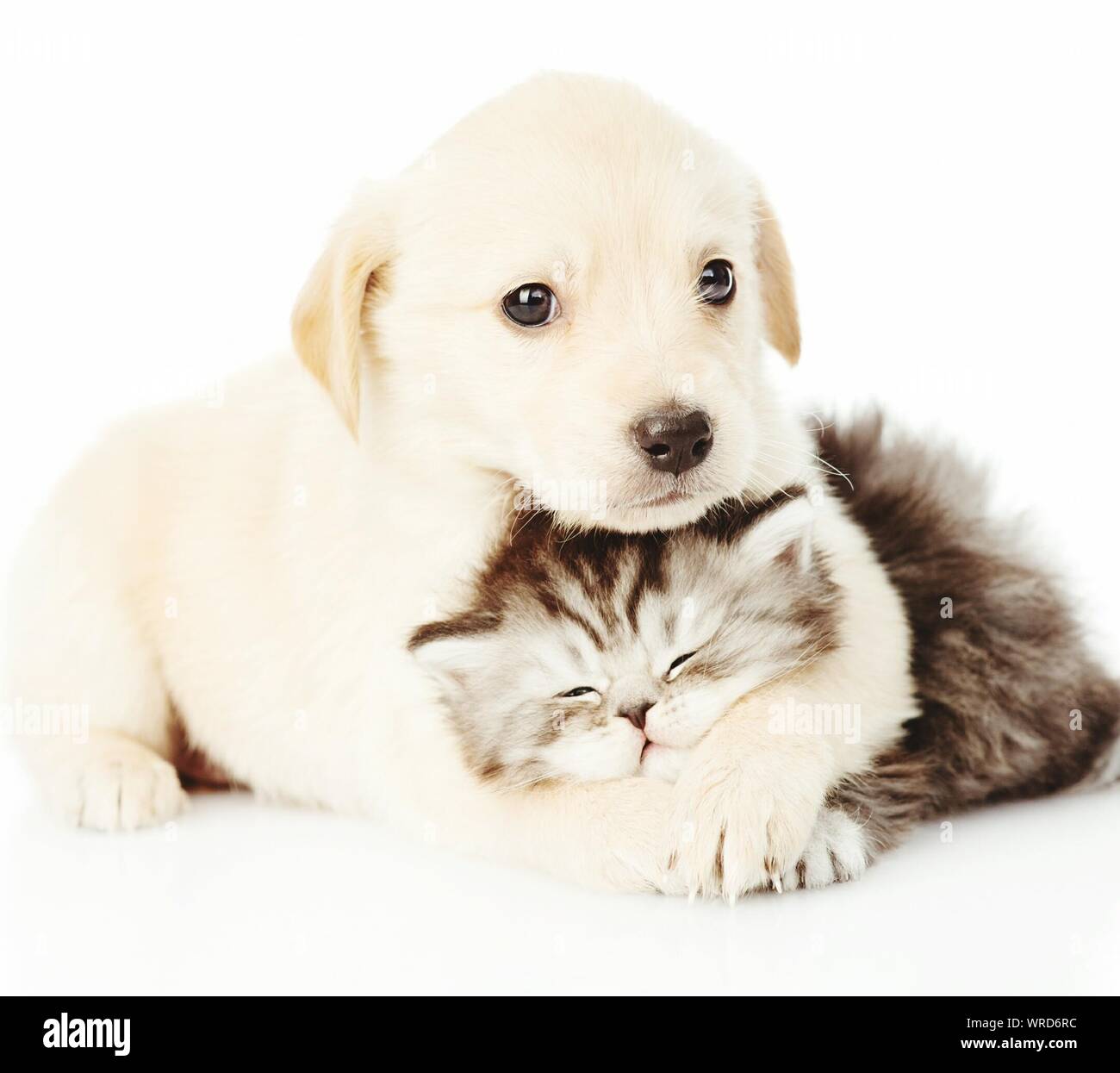 Portrait Of Cute Puppy With Kitten On White Background Stock Photo ...