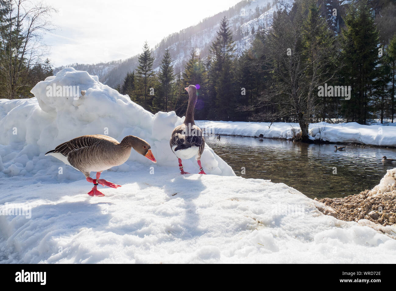 Greylag geese participating in the scientific studies of the Konrad Lorenz Forschungsstelle (KLF) at the bank of the Alm river near Grünau, Austria Stock Photo