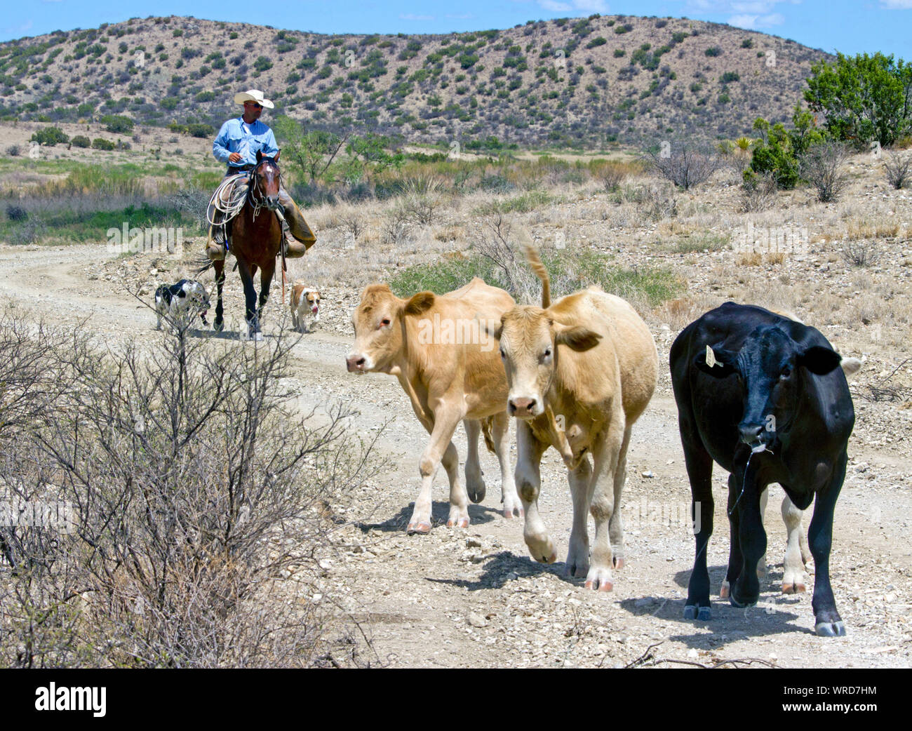 Cowboy and his dogs bringing in cattle during a roundup on a West Texas ranch. Stock Photo