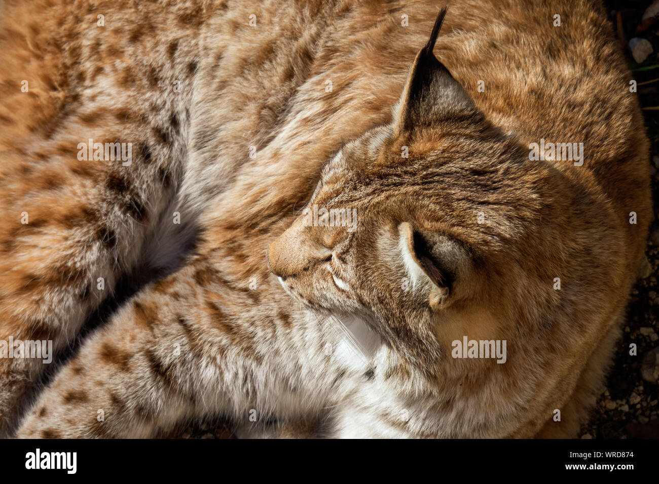 High angle view of an Eurasian lynx enjoying the warm sun rays on a cold winter day somewhere in the wilderness of the Austrian alps Stock Photo