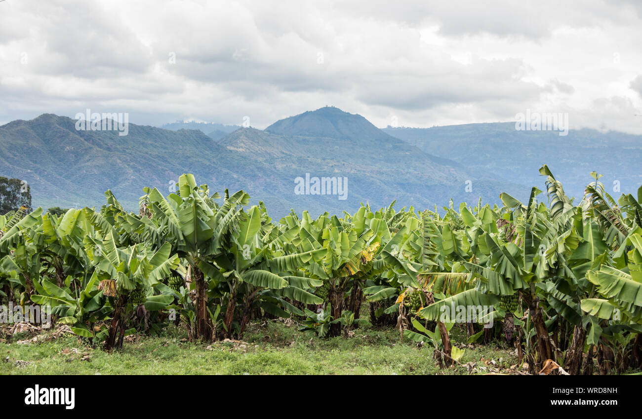 Banana plantation in southern Ethiopia near Arba Minch Stock Photo Alamy