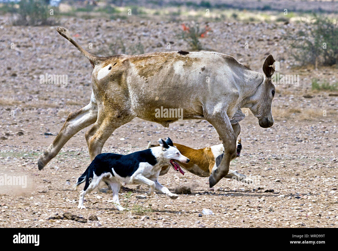 Two dogs bringing in a steer during a roundup on a West Texas ranch ...