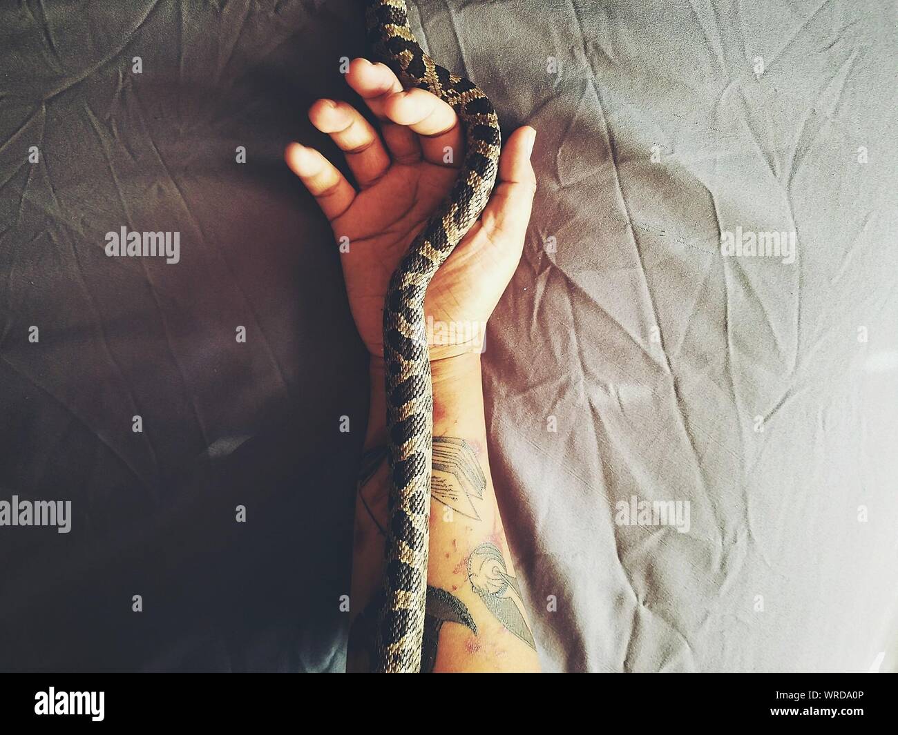 High Angle View Of Snake On Tattooed Hand Stock Photo