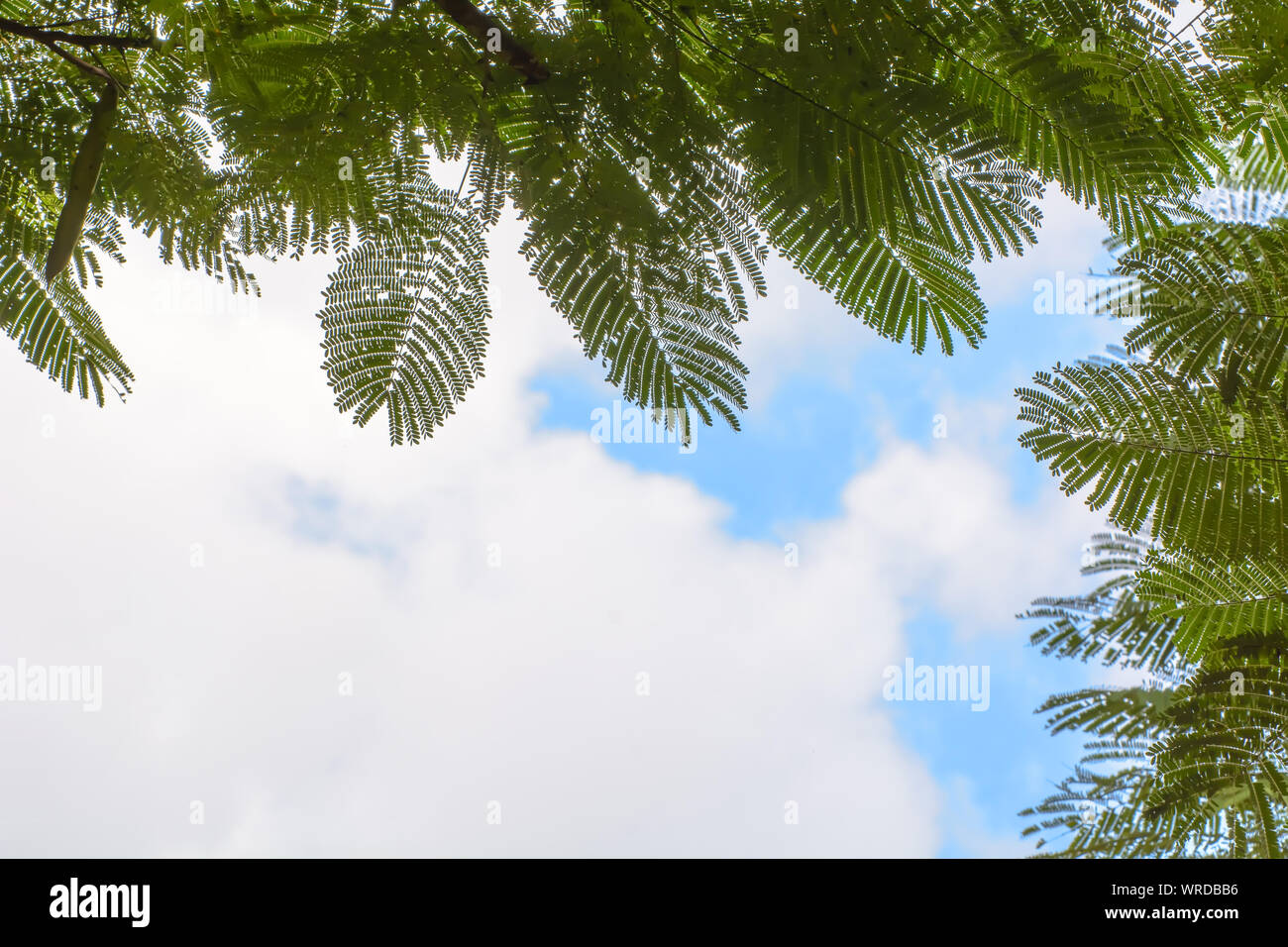 The green tree leaf in the sky background Stock Photo - Alamy