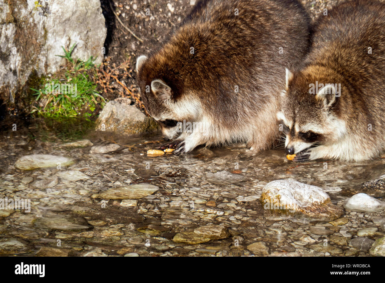 Two Raccoon High Resolution Stock Photography and Images - Alamy