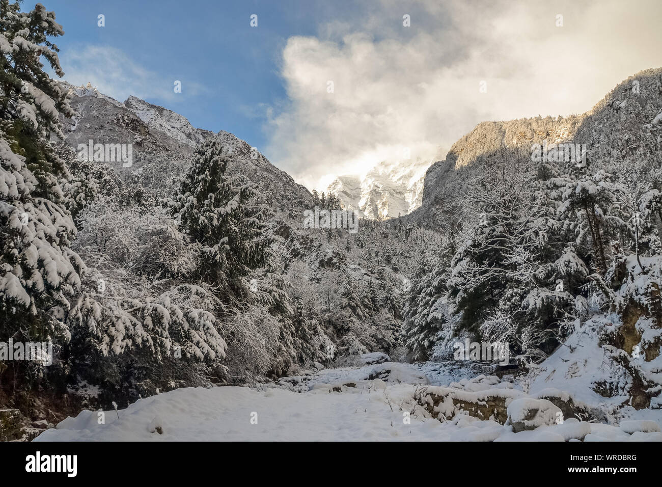Pine forest covered in snow hi-res stock photography and images - Alamy