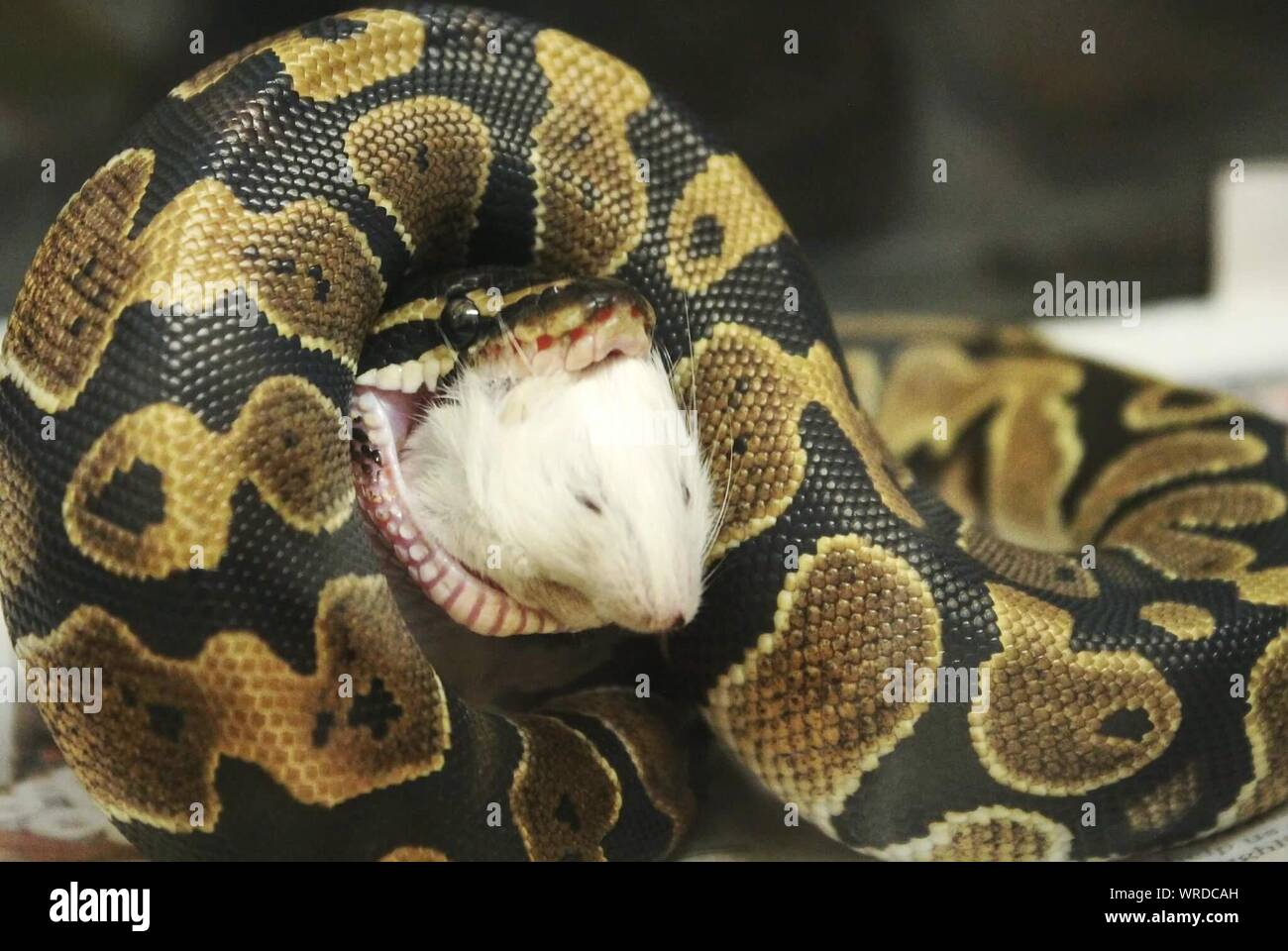 Close-up Of Ball Python Swallowing Dead Mouse In Zoo Stock Photo