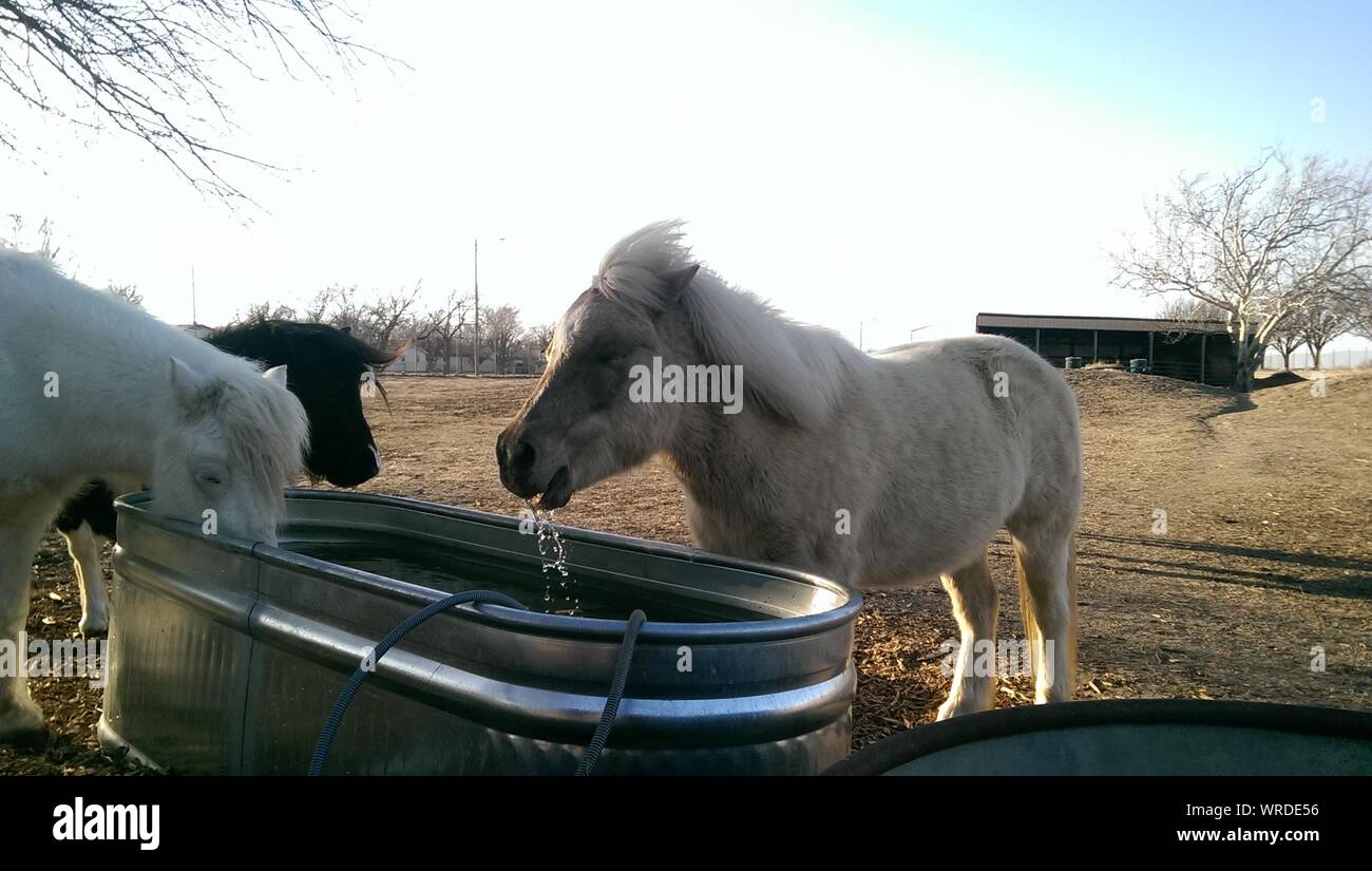 Horses Drinking Water High Resolution Stock Photography and Images Alamy