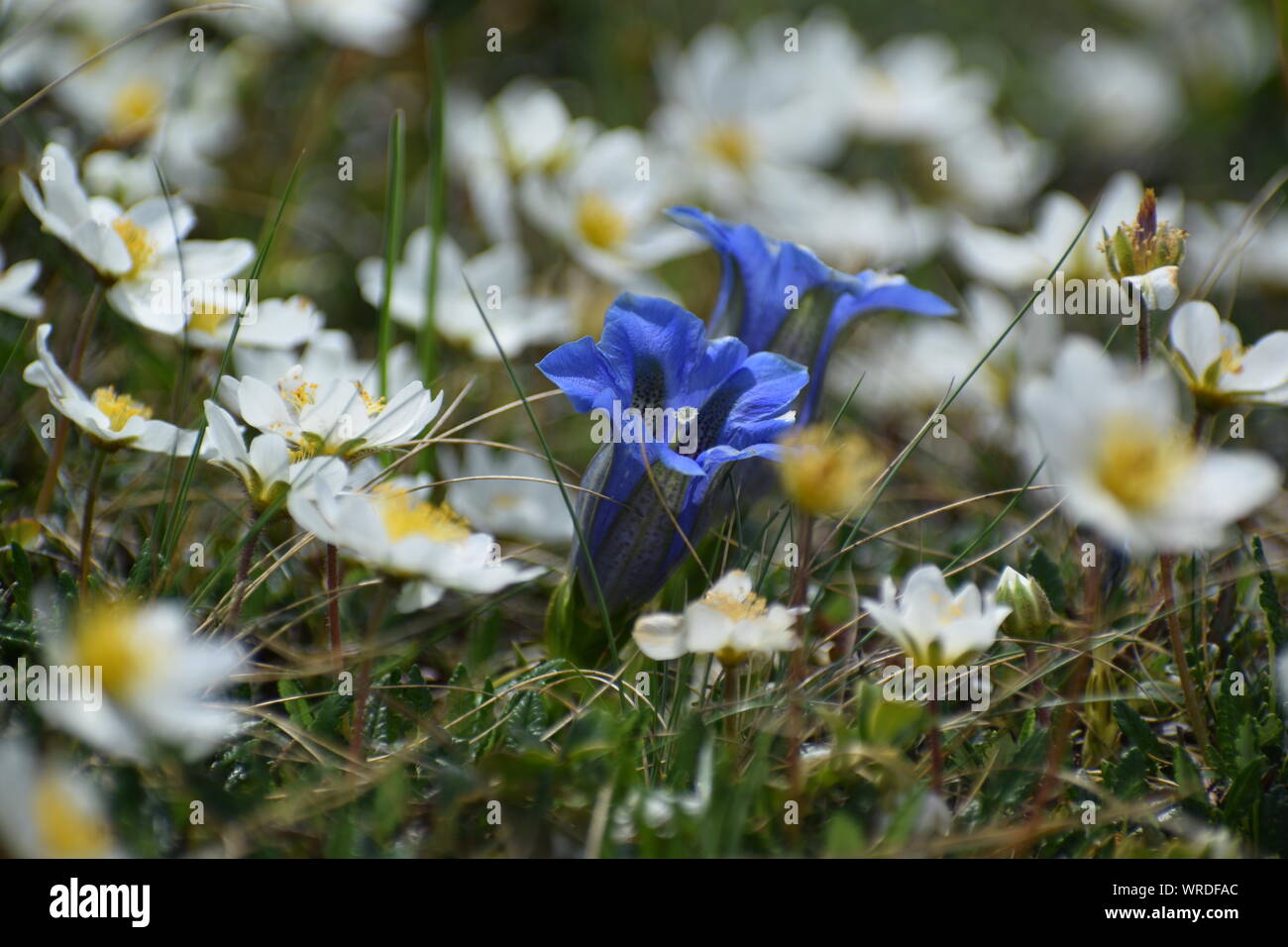 springtime in the alps, alpine meadow with blue gentian (gentiana clusii) and Pulsatilla alpina (alpine pasqueflower or alpine anemone) Stock Photo