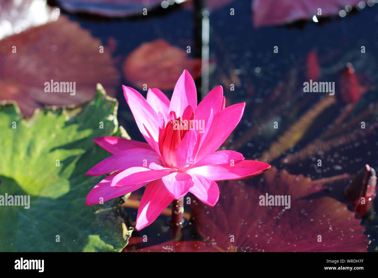 Pink Lily at the San Angelo Water Lily Garden, San Angelo, Texas, USA