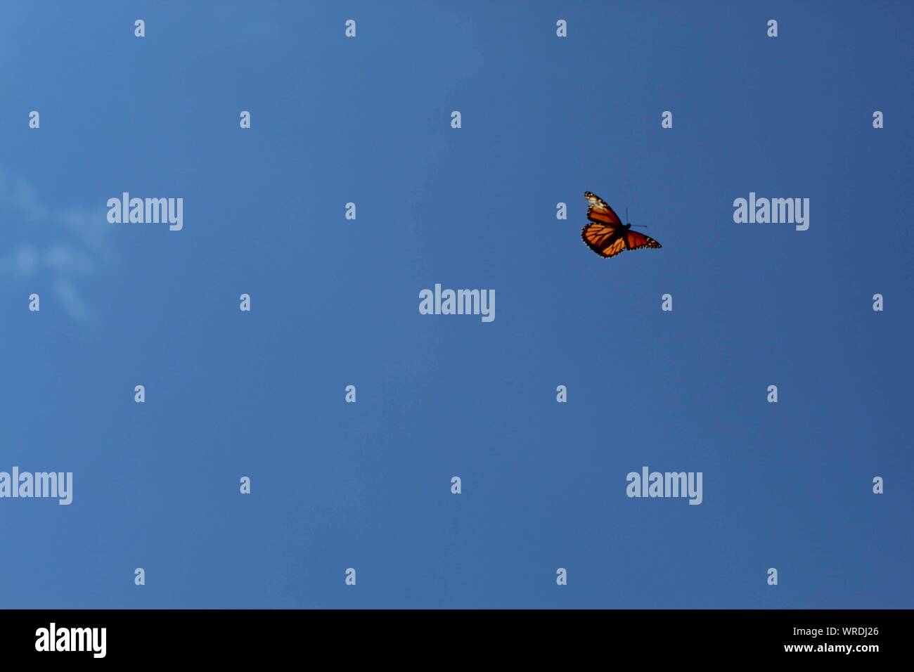 Butterfly flying sky hires stock photography and images Alamy