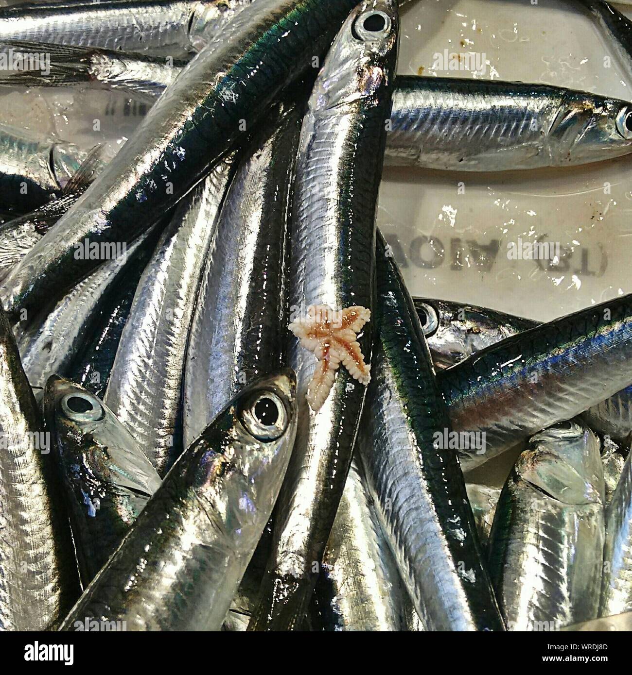 Fish Angle View Of Fishes In Container Stock Photo