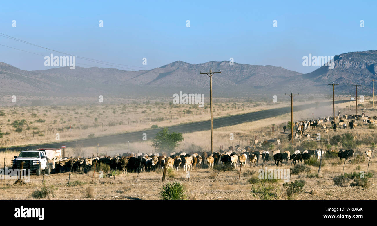 Ranch hand on a West Texas ranch leading cattle to shipping pens using a feeding pickup. Stock Photo