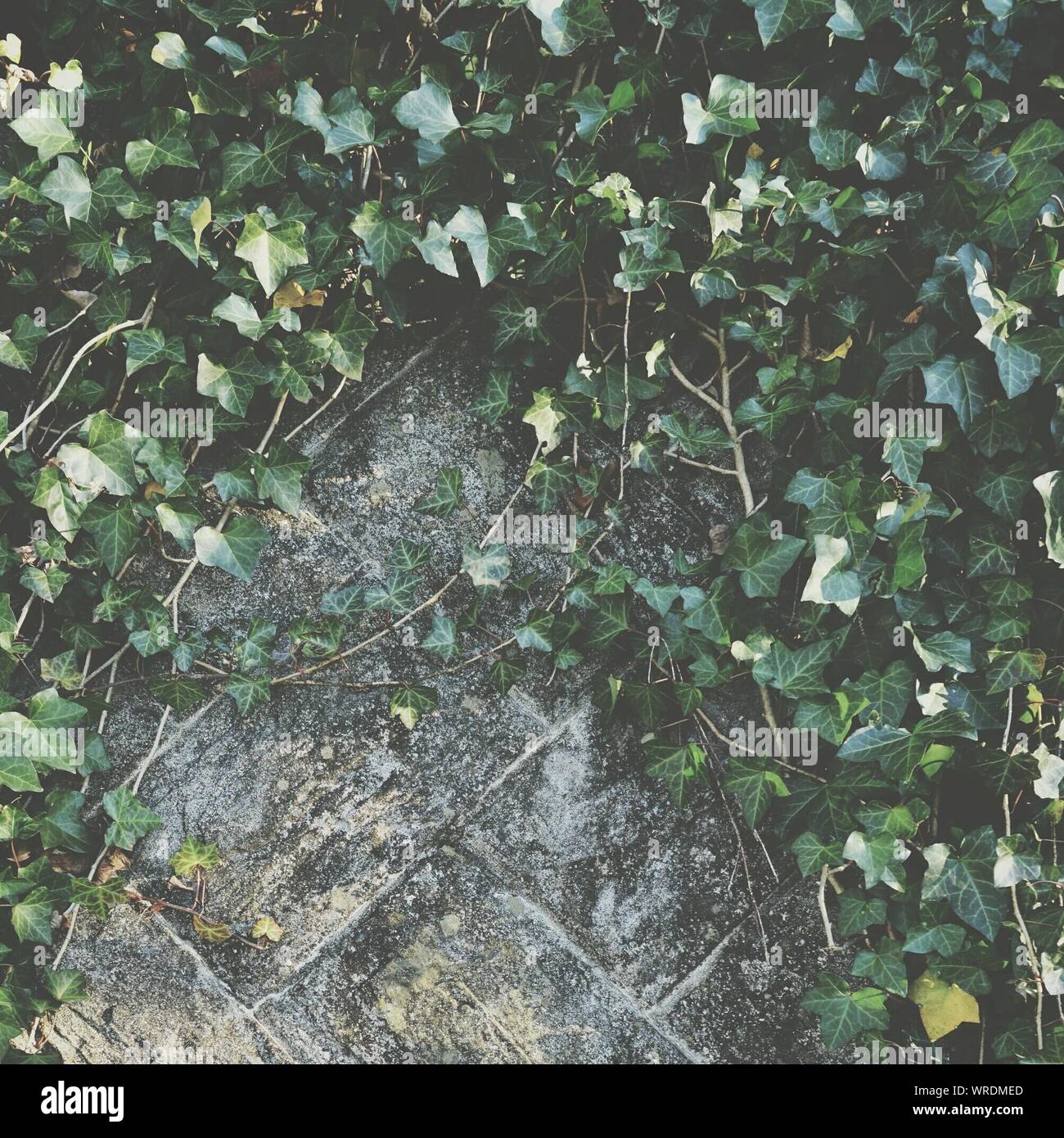 Creepers on the wall hires stock photography and images Alamy