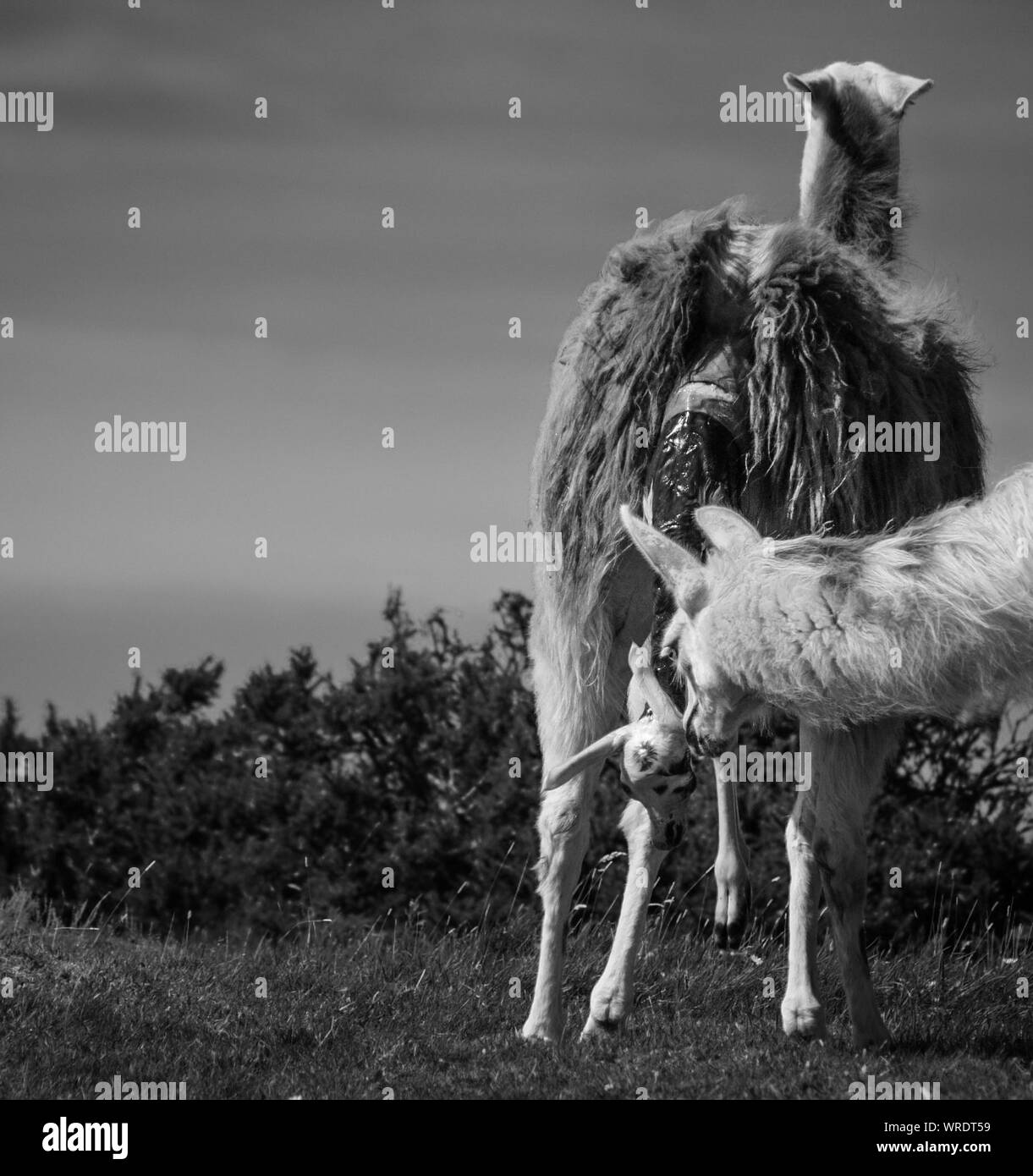 Llama Giving Birth On Field Stock Photo