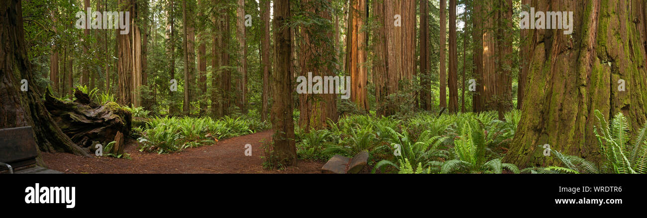 CA03511-00...CALIFORNIA - Redwood trees and trail through Stout Grove in Jedediah Smith Redwoods State Park. Stock Photo